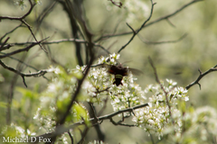 Amphion floridensis