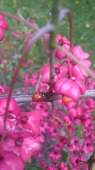 Harmonia axyridis