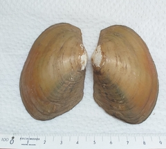 Anodontites trapesialis