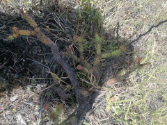Opuntia pubescens