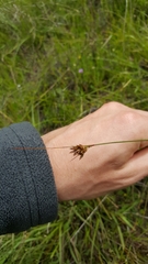 Juncus occidentalis