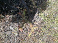 Opuntia pubescens