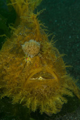 Antennarius hispidus