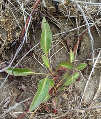 Rumex crassus