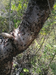 Bursera morelensis