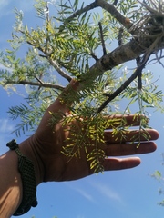 Bursera morelensis