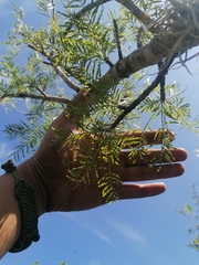 Bursera morelensis