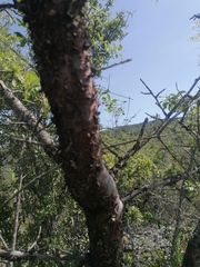 Bursera morelensis