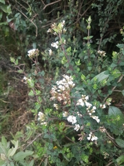Chromolaena bullata