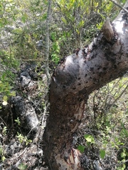 Bursera morelensis