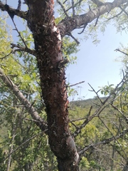 Bursera morelensis