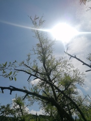 Bursera morelensis