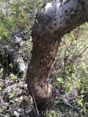 Bursera morelensis