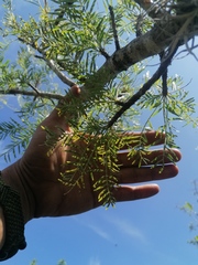 Bursera morelensis