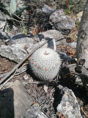 Mammillaria albilanata