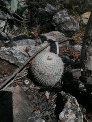 Mammillaria albilanata