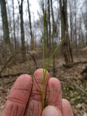 Carex bromoides