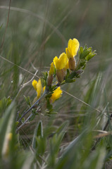 Chamaecytisus hirsutus