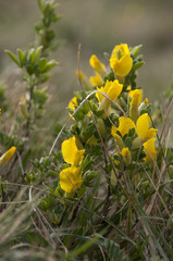 Chamaecytisus hirsutus