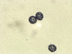 Lactarius imperceptus