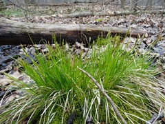 Carex bromoides