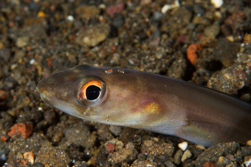 Scheele's conger (Ariosoma scheelei) — Congridae — 4