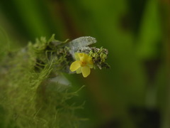 Lockhartia longifolia