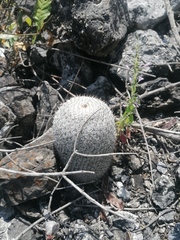 Mammillaria albilanata