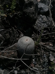 Mammillaria albilanata