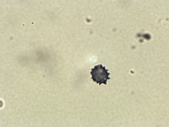 Lactarius imperceptus