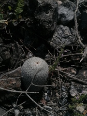 Mammillaria albilanata