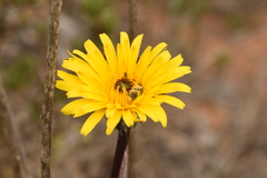 Hypochaeris scorzonerae