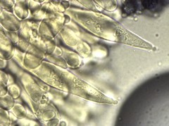 Lactarius imperceptus