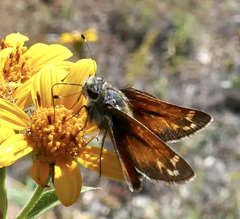 Hesperia woodgatei