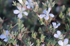 Frankenia pauciflora