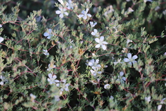 Frankenia pauciflora