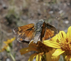 Hesperia woodgatei