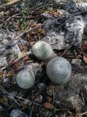 Mammillaria albilanata