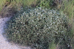 Frankenia pauciflora