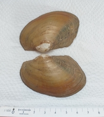 Anodontites trapesialis