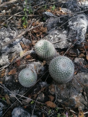 Mammillaria albilanata