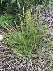 Festuca bromoides