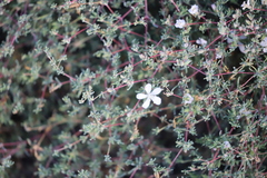 Frankenia pauciflora