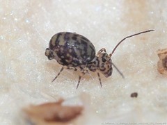 Ptenothrix marmorata