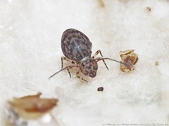 Ptenothrix marmorata