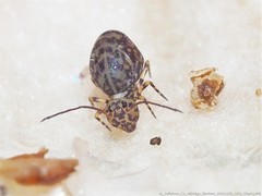 Ptenothrix marmorata