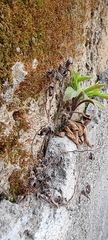 Ceratodon purpureus