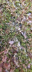 Ceratodon purpureus