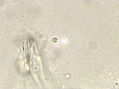 Clitocybe subclavipes