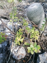 Mammillaria albilanata